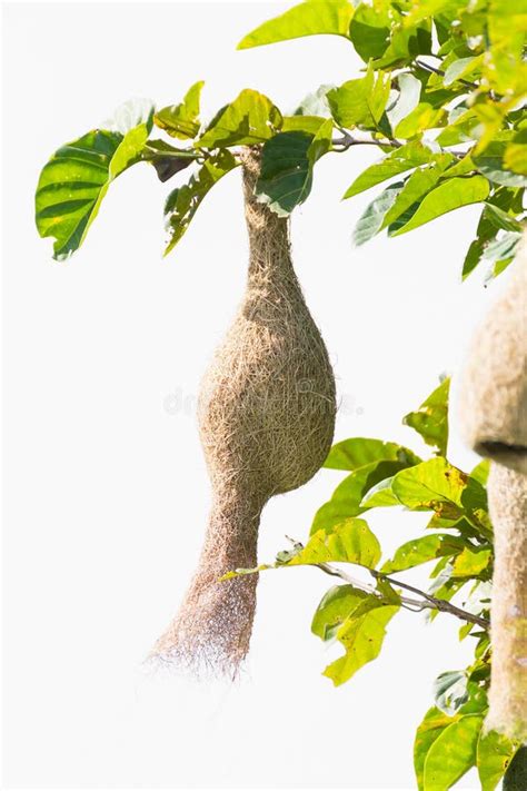 Baya weaver bird nest stock photo. Image of weavers, nest - 27486674