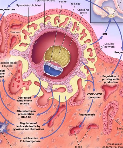 Maintenance of Early Pregnancy. The diagram shows an implanted embryo ...