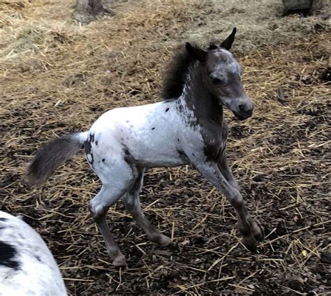 MR Falabella Miniature Horses on EquineNow