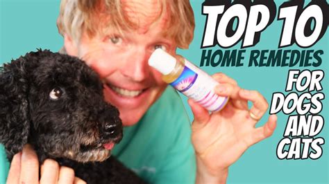 Top 10 Home Remedies for Dogs and Cats - YouTube