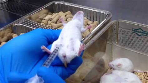 Intraperitoneal (I.P.) injection for mice 小鼠腹腔注射 - YouTube