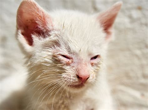 Conjunctivitis in Cats | Cat Conjunctivitis Symptoms - My Family Vets