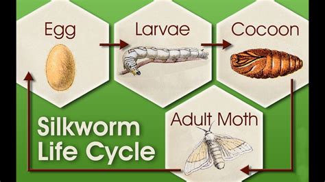 Life Cycle Of Silkworm Ielts