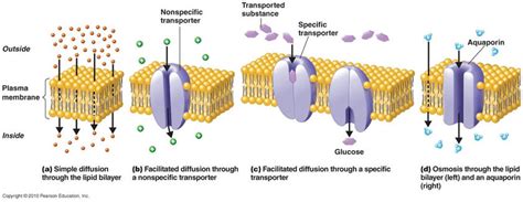 Types of Cell Transport - CELLS