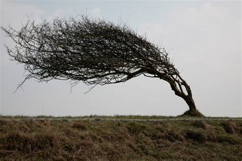 Wind Blowing Trees In Forest