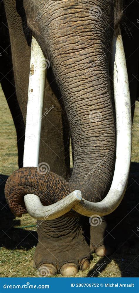 Close Up of Ivory Tusk of Asian Elephant Stock Photo - Image of eating, detail: 208706752