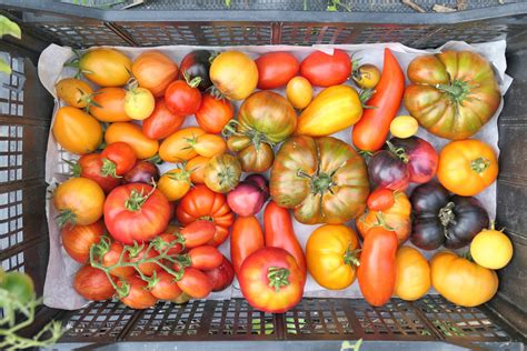 Rainbow Blend Tomato Seeds - Heirloom – Hometown Seeds