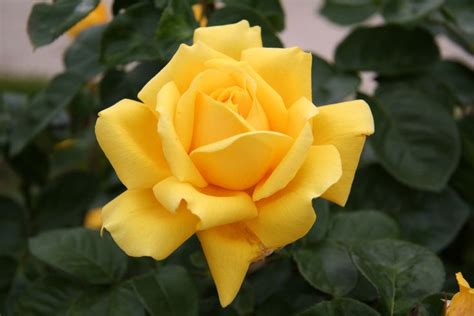 roses pictures - Bing Images | Roses | Pinterest