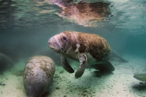 Manatees at Blue Springs State Park - Kim and Carrie