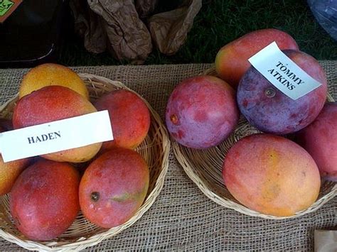 Tommy-Atkins-mango – Oxfarm Organic Ltd