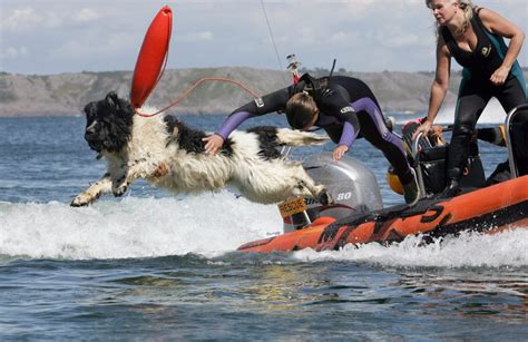 No access: UK's water rescue dogs kept out of beaches - Dogs Today Magazine