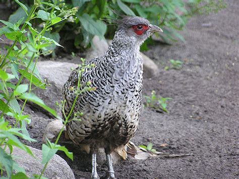 Catreus wallichii / Cheer pheasant in zoos