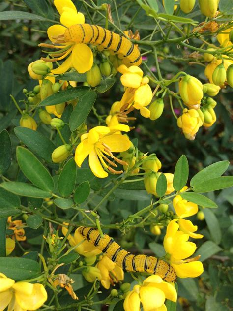 Butterfly host plants now available at The Arbor Gate!