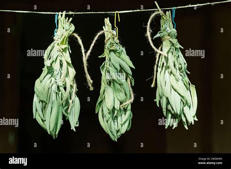 Bunch of green sage leaves drying on air. Herbs for medicine ...