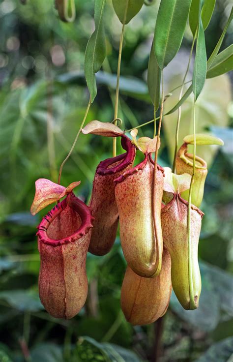 Plant Guide: Pitcher Plant ~ Bees and Roses