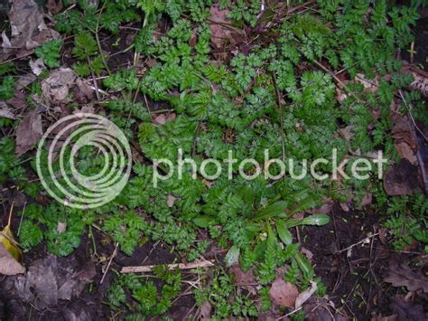 Woodland plants - identification please!