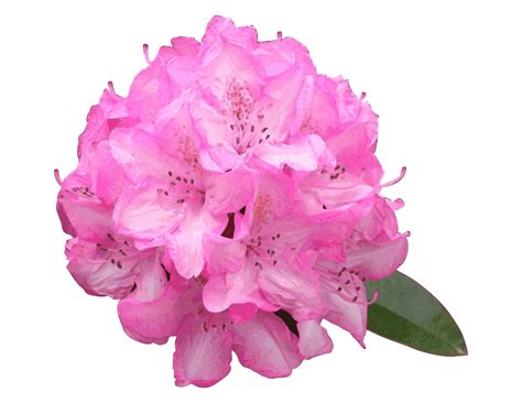 OnlineLabels Clip Art - Rhododendron Flower