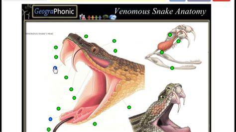 glandular fever wiki Venomous snake anatomy, game for school and ...