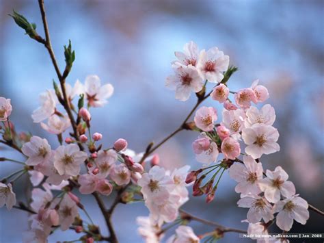 🔥 [42+] Japanese Cherry Blossom Desktop Wallpapers | WallpaperSafari