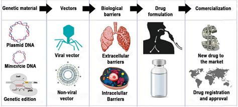 Gene Therapy for Cystic Fibrosis: Hurdles to Overcome for Successful Clinical Translation ...