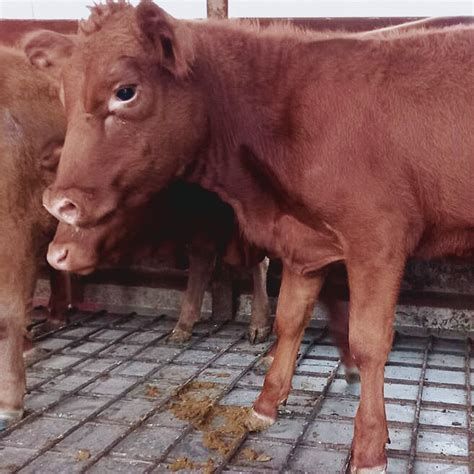 EXCITING: Red Heifers Arrive in Israel in Preparation for the Third ...