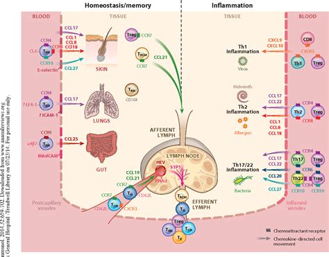 [PDF] Chemokines and chemokine receptors: positioning cells for host ...