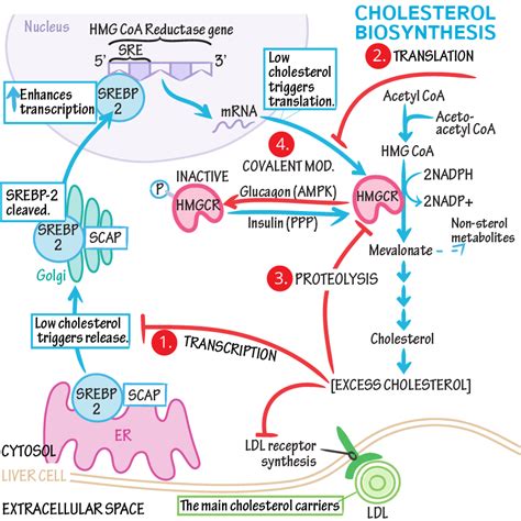 Biochemistry Glossary: Cholesterol Biosynthesis & Homeostasis | Draw It to Know It