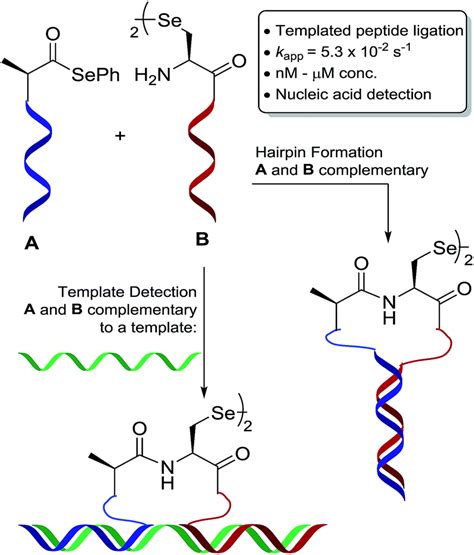 Peptide nucleic acid-templated selenocystine–selenoester ligation enables rapid miRNA detection ...