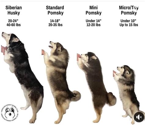 Visual chart of Pomsky sizes. : r/PomskyLife