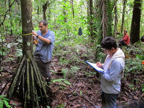 Financial incentives could conserve tropical forest diversity