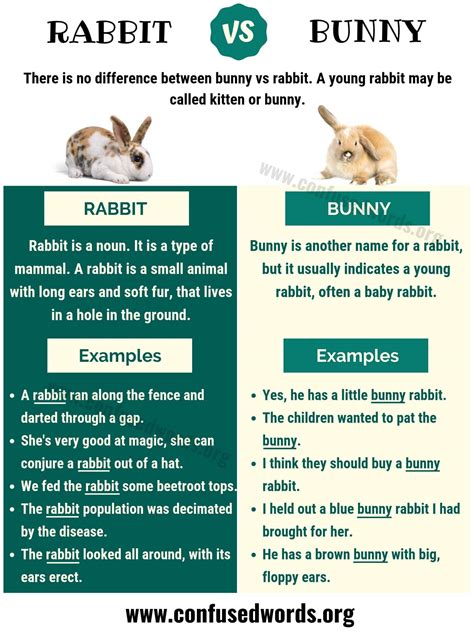 BUNNY vs RABBIT: Surprising Difference between Rabbit vs Bunny - Confused Words