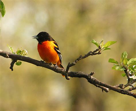 Colorful Baltimore Orioles & Bird Population Trends | Clifftop