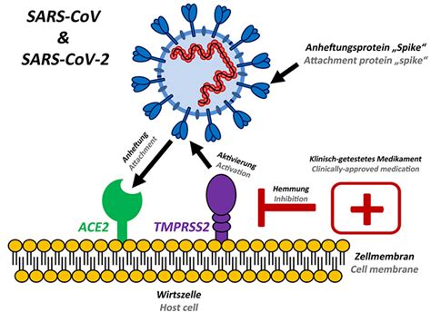 ACE2 - The SARS-CoV-2 Receptor | Biomol Blog | Resources | Biomol GmbH - Life Science Shop