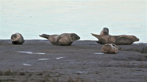 wild grey seals their natural habitat Stock Footage Video (100% Royalty ...