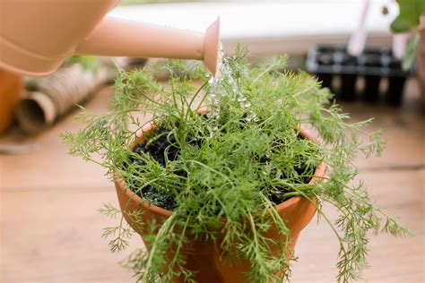 How to Grow and Care for Dill