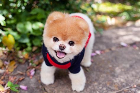 Boo, the famously cute dog, has died 'of a broken heart'