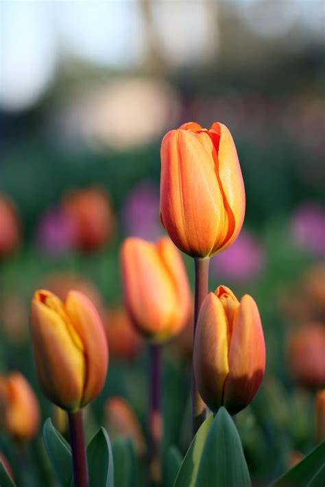 orange tulips | Orange tulips, Tulips, Flowers