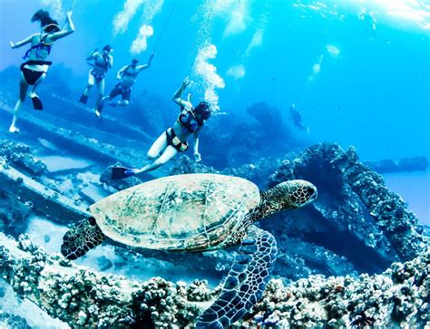 A Guide To Snorkeling With Sea Turtles In Maui — TRILOGY CAPTAIN'S LOG