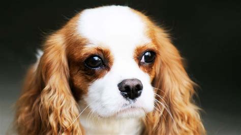 Toy Spaniel Breeds List – Wow Blog