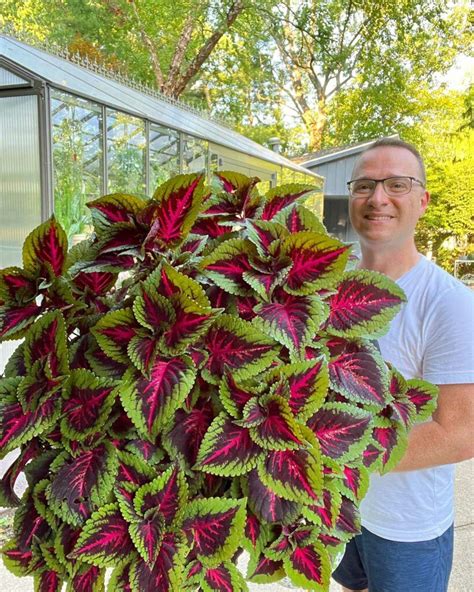 Coleus varieties – Artofit