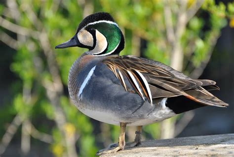 Baikal Teal Male | Pet birds, Duck pictures, Wild birds