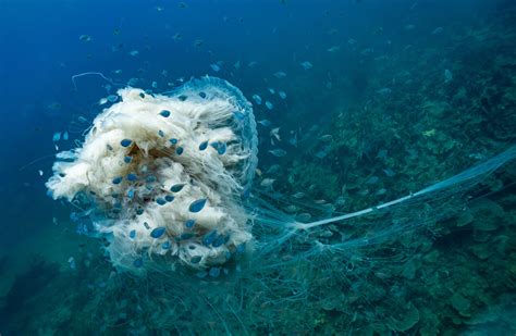 The Five Biggest Jellyfish in the World - AquaViews