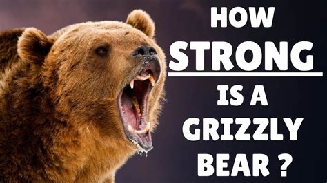 How Strong is a Grizzly Bear - Grizzly Bear Strength - Grizzly Bear vs Gorilla - YouTube