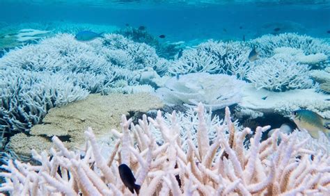 Can tourism help save coral reefs? | NOW