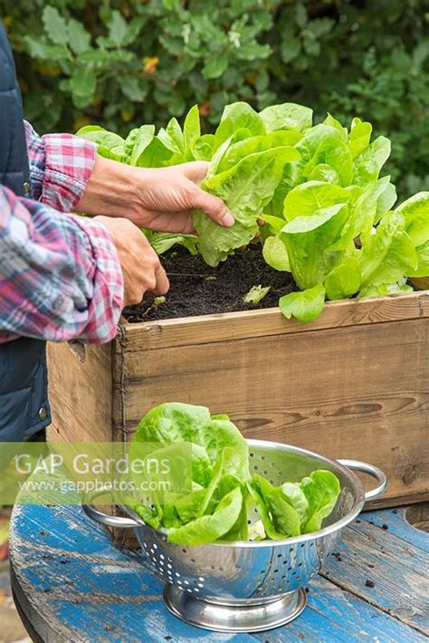 Growing Lettuce 'Little Gem' - by GAP Photos - GAP Gardens