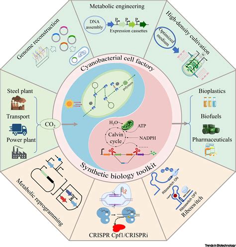 Carbon-negative synthetic biology: challenges and emerging trends of ...