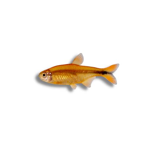 Silvertip Tetra – Nolan’s Aquarium