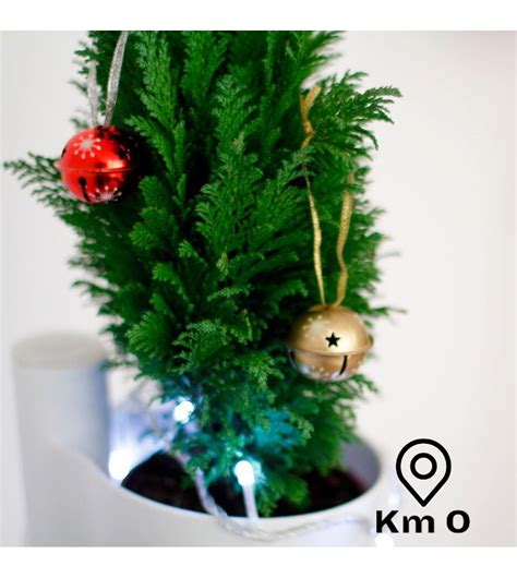 Natural Christmas fir, 40 cm high