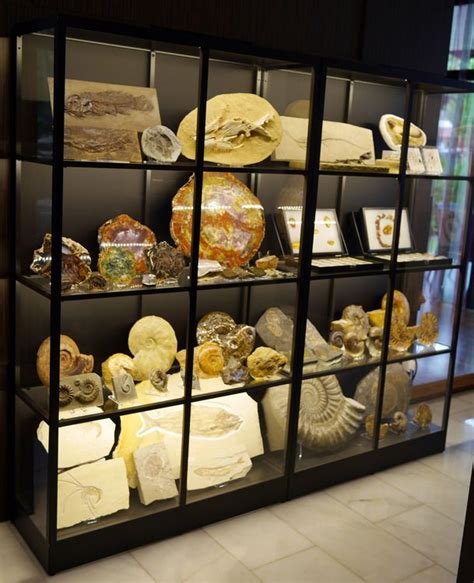 Fossil Collection | Rock collection display, Mineral collection display, Displaying collections