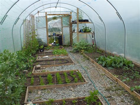 After 2 years we are starting to get the hang of the polytunnel ...